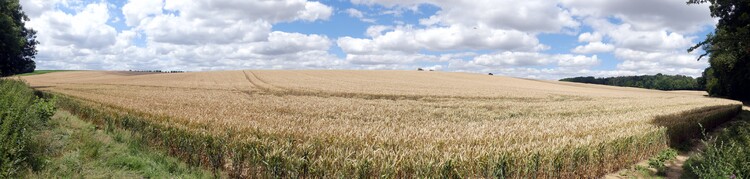 Panorama au champ de blé