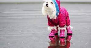 mode fashion dog boots fashion 