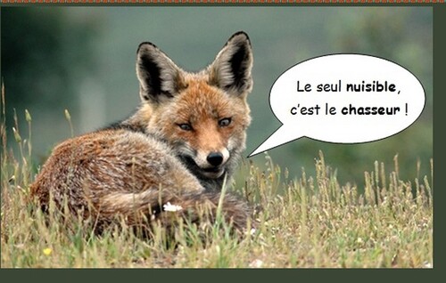 souffances Animale et conscience de l'humain 