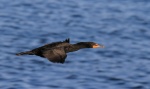 Oiseaux