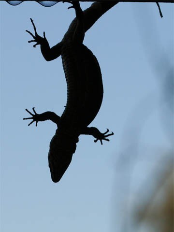 Lézard – Photo Michèle