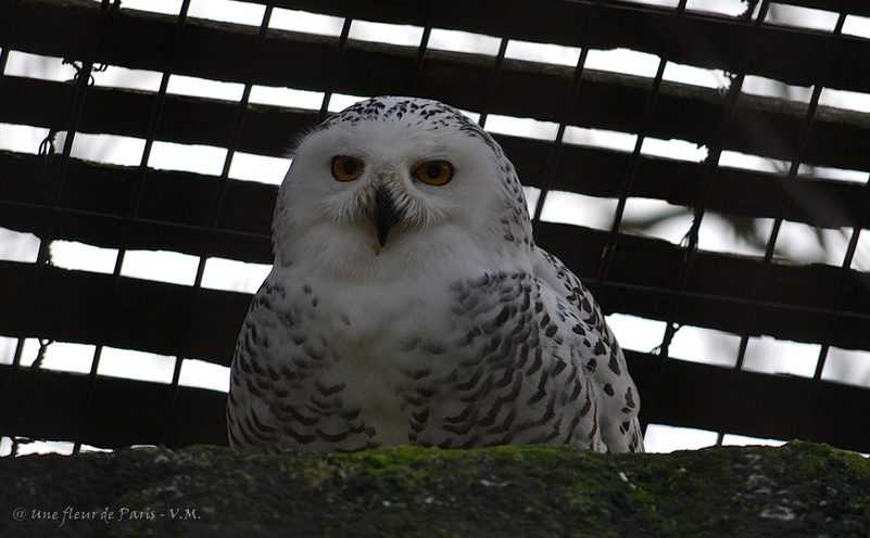 Ménagerie du Jardin des Plantes : La Chouette Harfang