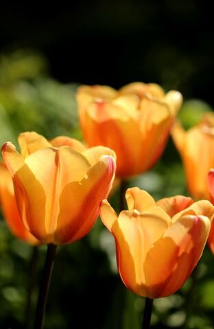 Tulipes 2023 : Apricot Foxx