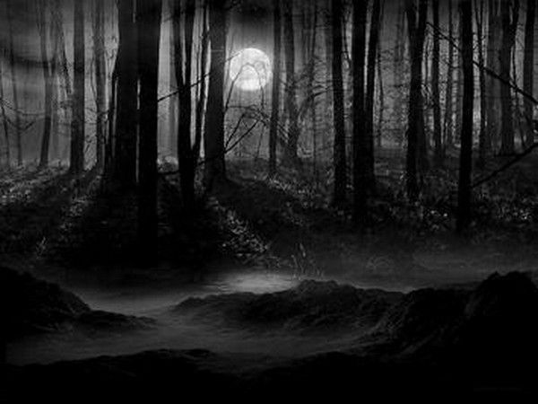 forets la nuit