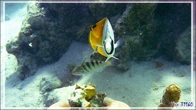 Poisson-papillon cocher ou Chaetodon cocher, Threadfin butterflyfish (Chaetodon auriga) - Moorea - Polynésie française