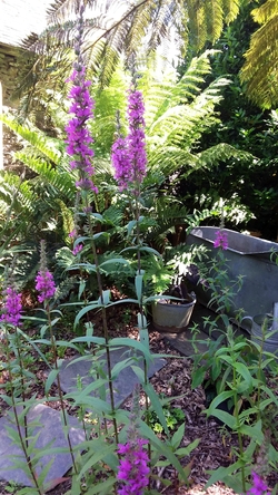 Un jardin au bord de l'eau  