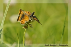 Papillons Amoureux