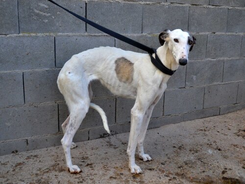 Gilda, petite galga craintive de 3 ans, URGENCE Famille d'accueil