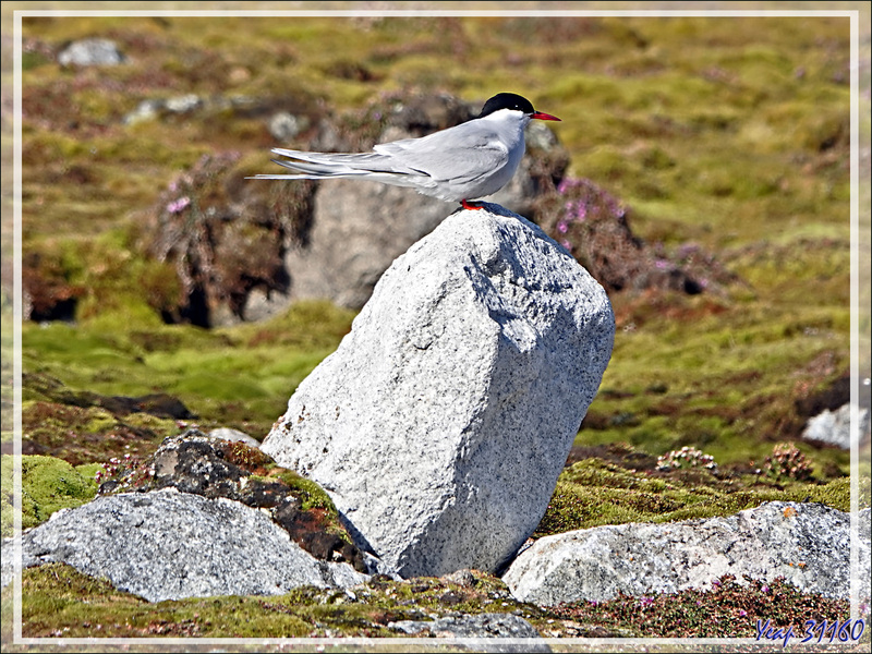 Quelques oiseaux de l'île Ytre Norskoya - Svalbard - Norvège