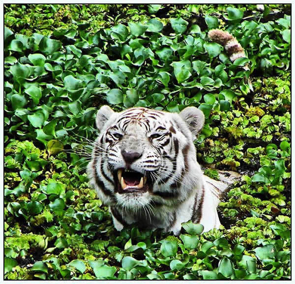 Tigre blanc du Bengale
