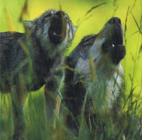 Exposer sur les loup par nami