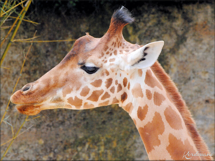 Photos de Girafes (Zoo de Doué la Fontaine)