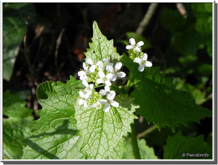 Fleurs