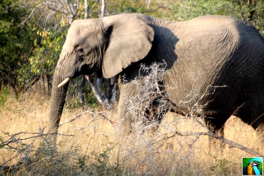 Afrique du Sud : juin 2018 Sur la trace d'éléphants 1/4