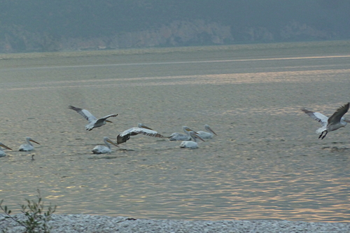 Les lacs de Prespes (III- La faune près des lacs)