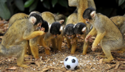 SINGE : Des singes qui jouent au football