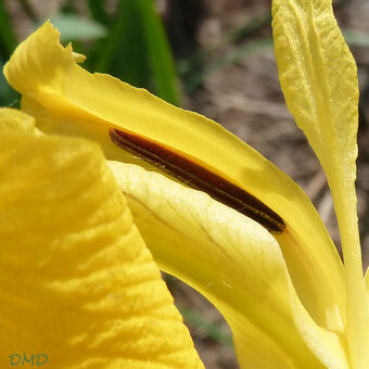Iris pseudacorus - iris des marais - iris jaune