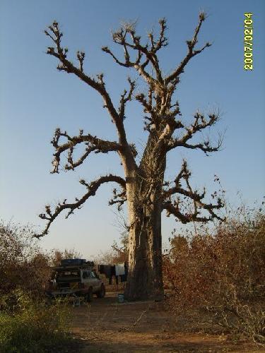 Burkina Bivouac sous un baobab