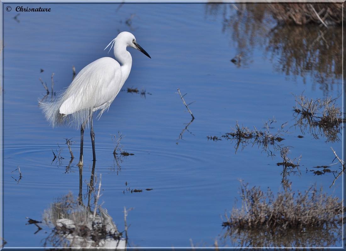 Aigrette Garzette