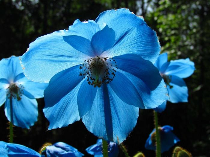 Des fleurs qui feront de votre jardin un paradis bleu