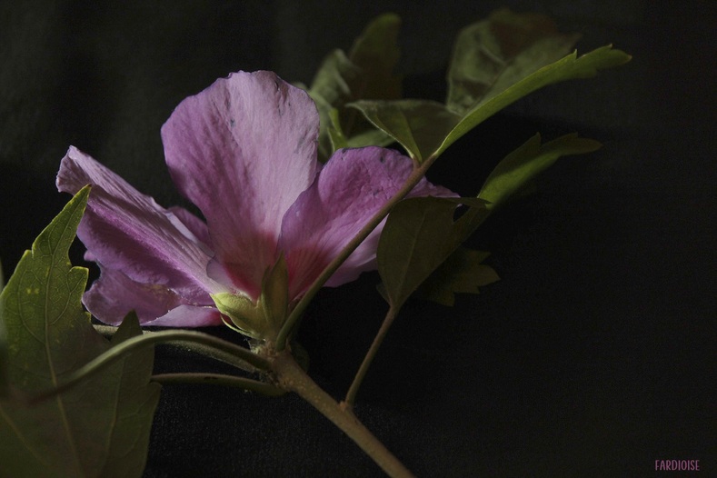 Fleurs d'hibiscus en clair/obscur 