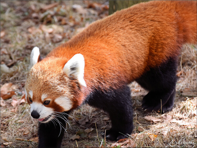 Photos Panda roux - Natur'Zoo de Mervent