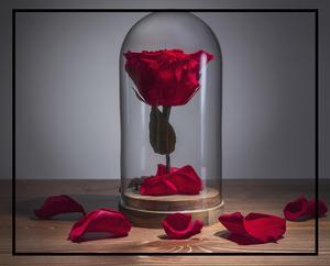 Rose éternelle naturelle sous cloche (livraison offerte) - fleurs-eternelles.fr