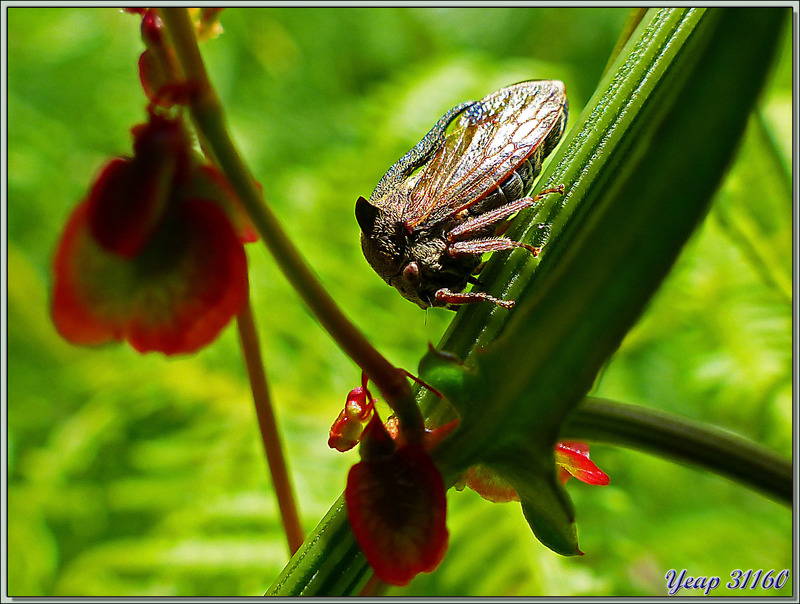 Cicadelle Centrote cornu ou demi-diable (Centrotus cornutus) - Lartigau - Milhas - 31