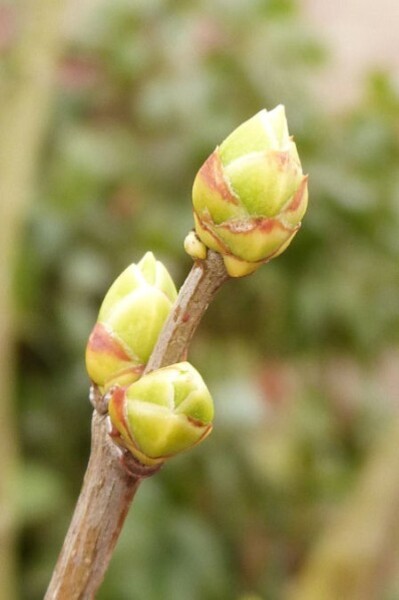 lilas bourgeons