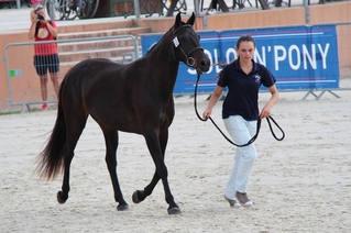 Laurène, Team LMs, équitation, Ja Kette des Réneries, élevage des Réneries, Sologn' Pony, SHF, Jeunes Poneys