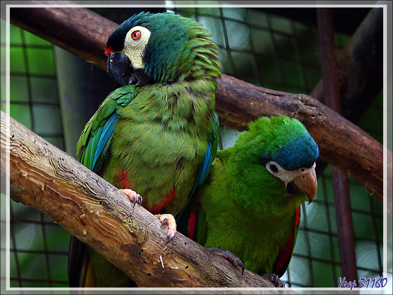 Ara d'Illiger, Blue-winged Macaw (Primolius maracana) avec, à droite, un Ara noble, Red-shouldered Macaw (Diopsittaca nobilis) - Parque das Aves - Foz do Iguaçu - Brésil