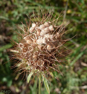 Scabiosa atropurpurea subsp. maritima - scabieuse maritime