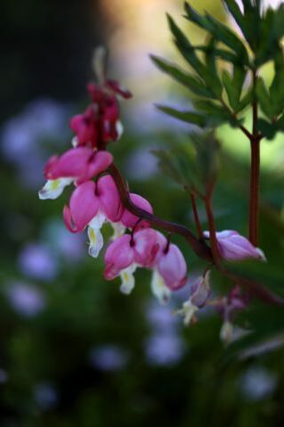 Famiflora - Printemps 2019