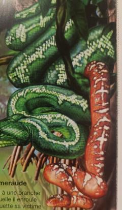 photos 7/11 serpents livres 