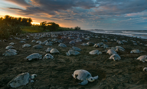 LES TORTUES DU COSTA -RICA