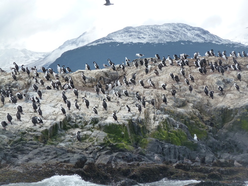 Des pingouins et des lions de mer