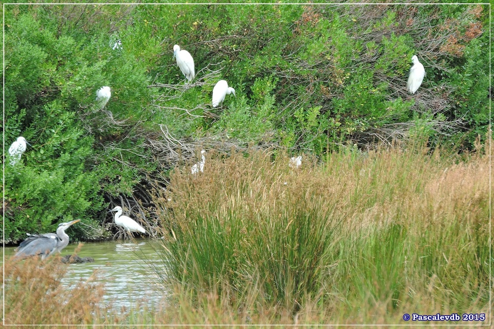 Réserve ornitho du Teich - fin Juilet 2015 - 3/9