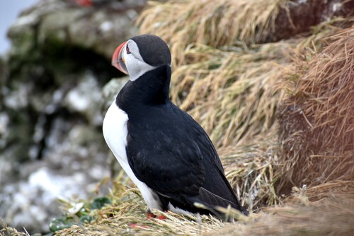 De Laugarhóll à Laugarhóll via Grímsey