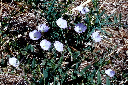 Liseron aux fleurs blanches