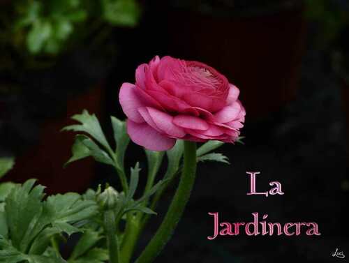 La jardinière-pps-