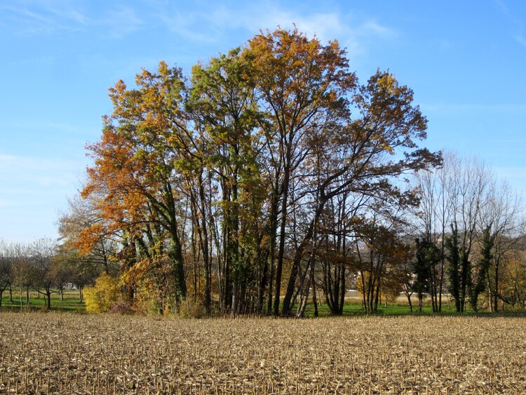 “L'arbre se sauve en faisant tomber ses feuilles.” Pierre Jouve..