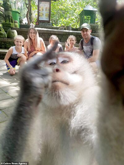 La famille de cinq personnes a été abasourdie lorsque le singe a semblé leur avoir donné le majeur lors d’un selfie.