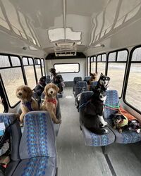 mode fashion bus dog fashion 