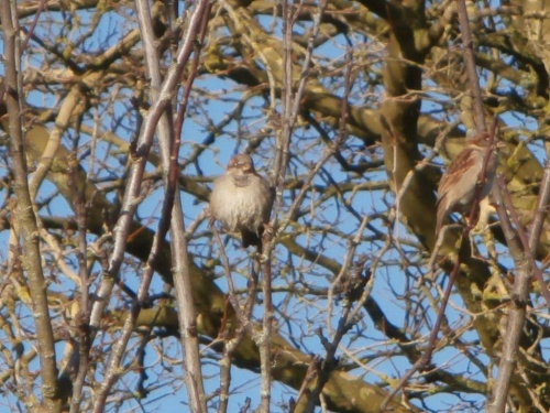 Oiseaux sur des branches