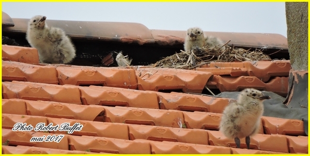 Les trois poussins