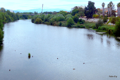 Les canards ...