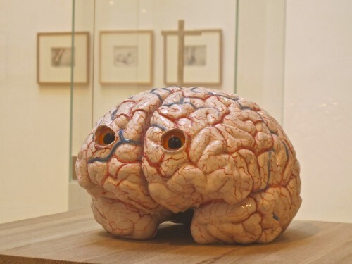 Jan Fabre chimères cerveau yeux