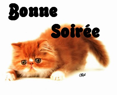 Résultat de recherche d'images pour "chat bonne soirée"