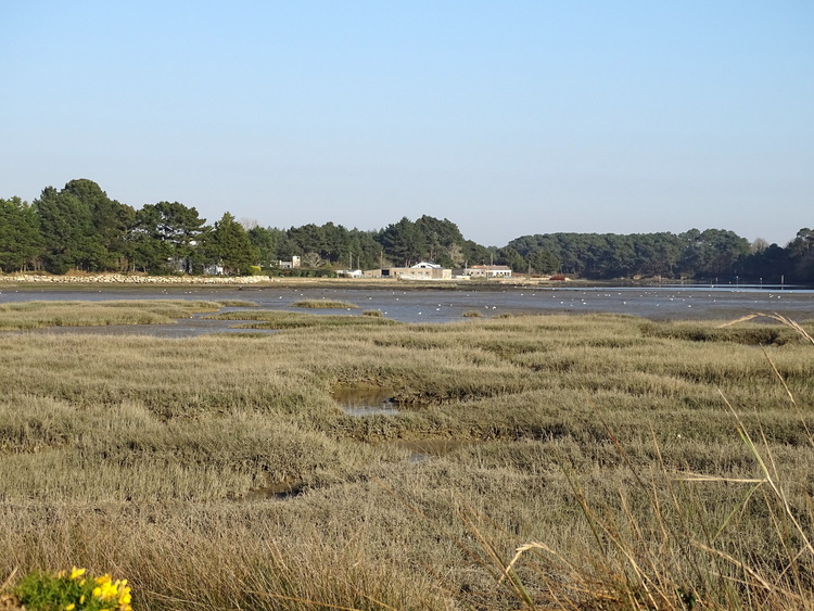 Locoal (Morbihan) les vasières 