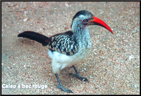 François et Marie-Geneviève Poillotte ont  présenté une superbe conférence sur le "parc national  Kruger"